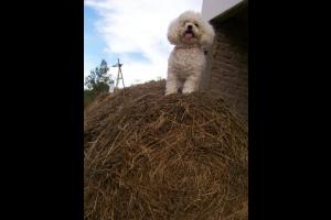 Miniatura publicación